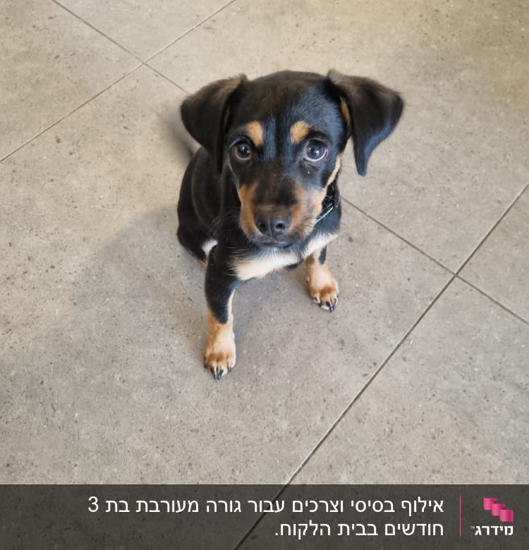 גור כלבים יושב על רצפה, מביט למצלמה